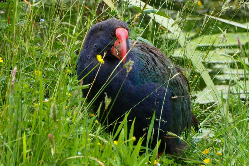 Pununga Manu o te Anau/Te Anau Bird Sanctuary