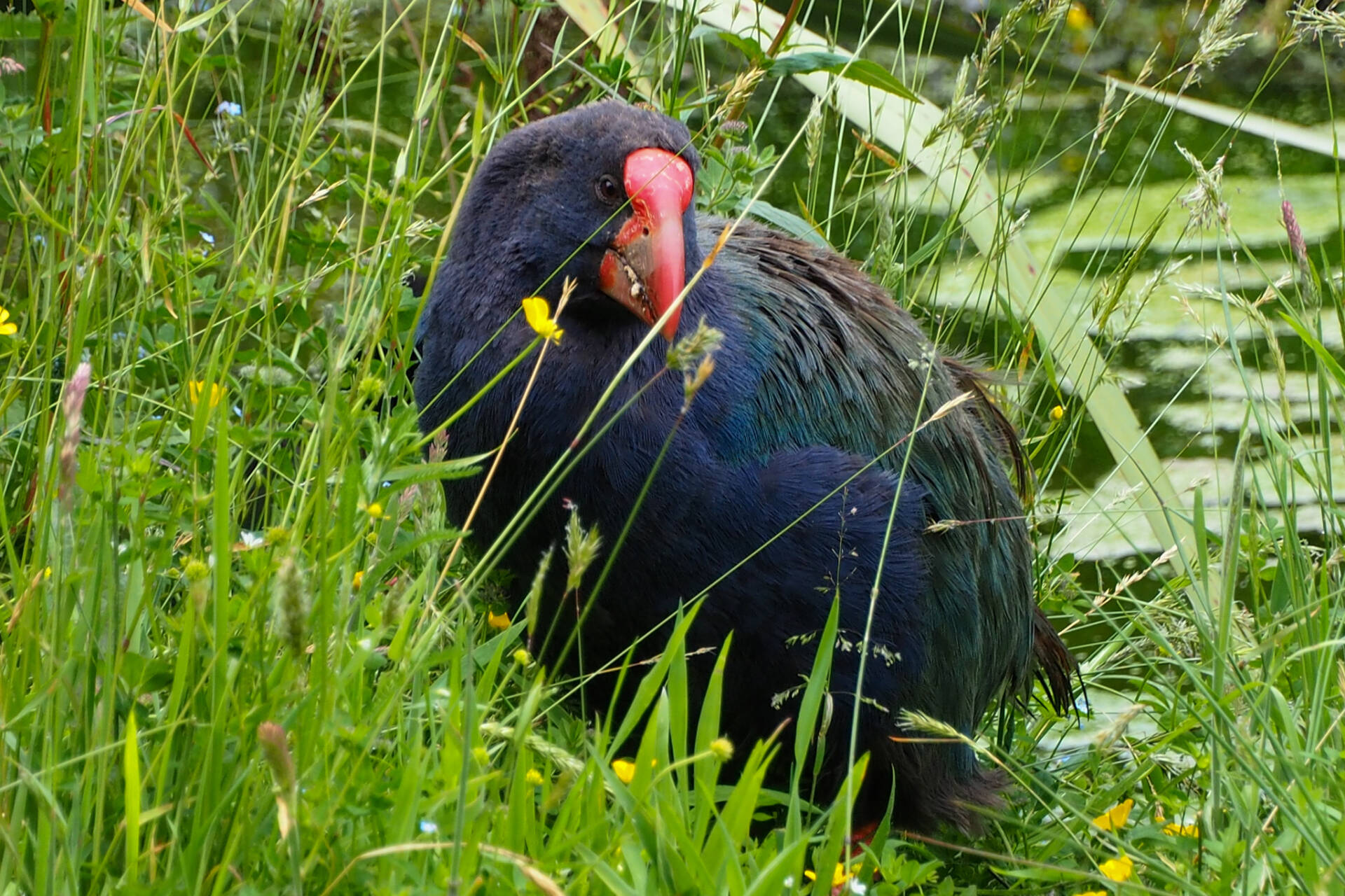 Pununga Manu O Te Anau/Te Anau Bird Sanctuary Susan Boyd Photography