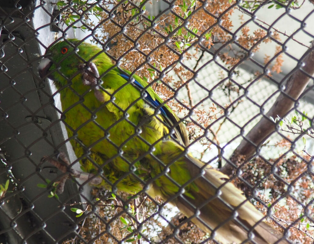 Kakariki bird/Te Anau Bird Sanctuary