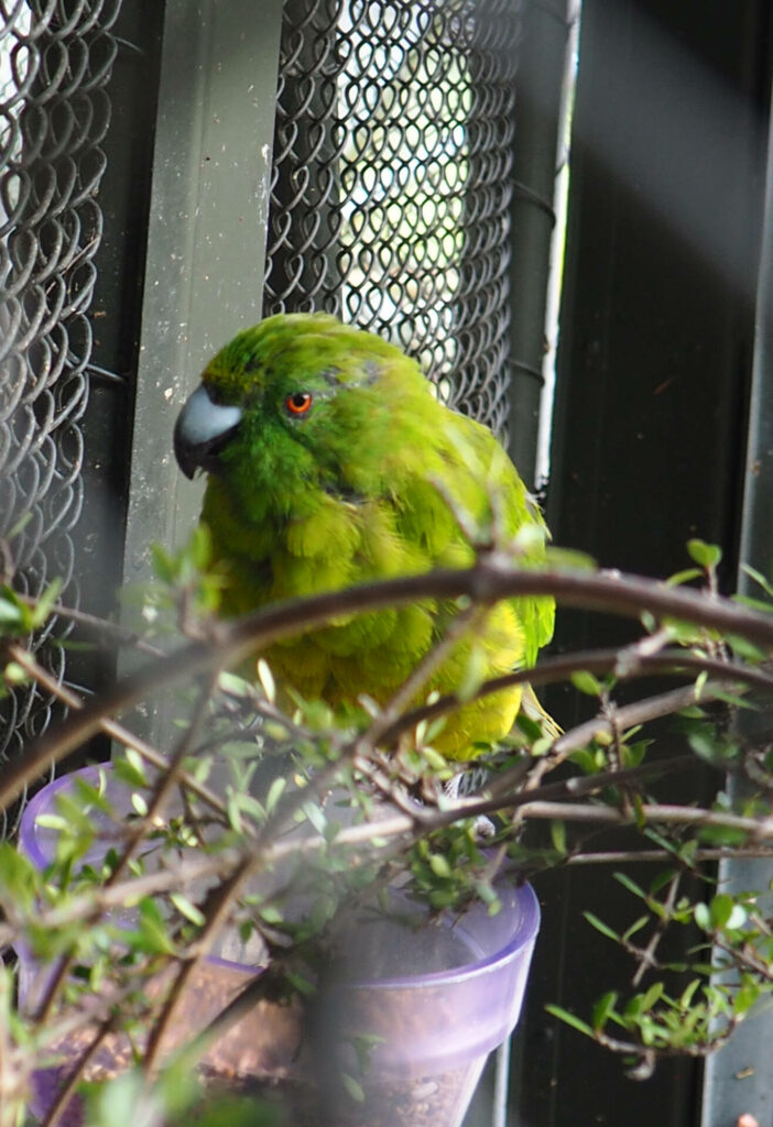Kakariki/Te Anau Bird Sanctuary