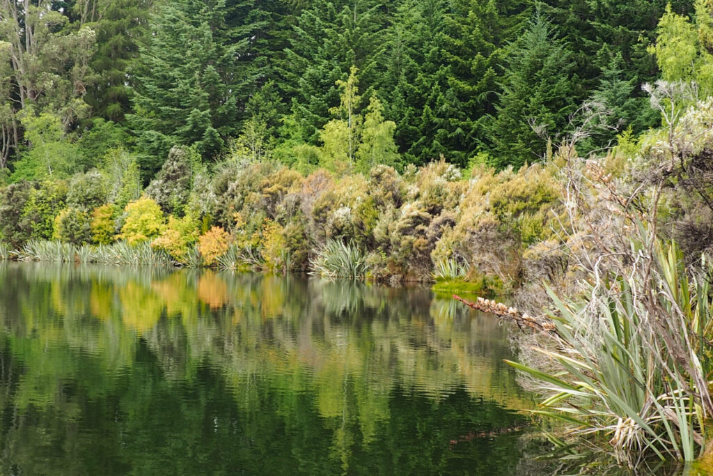 Reflection of bush line in Lake Henry