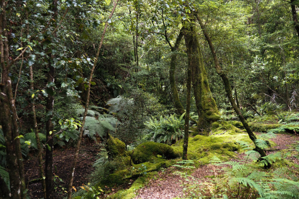 Glowworm cave nature walk