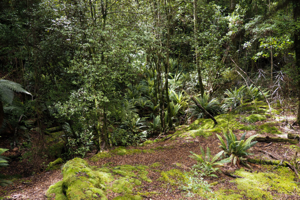 Glowworm Caves Scenery
