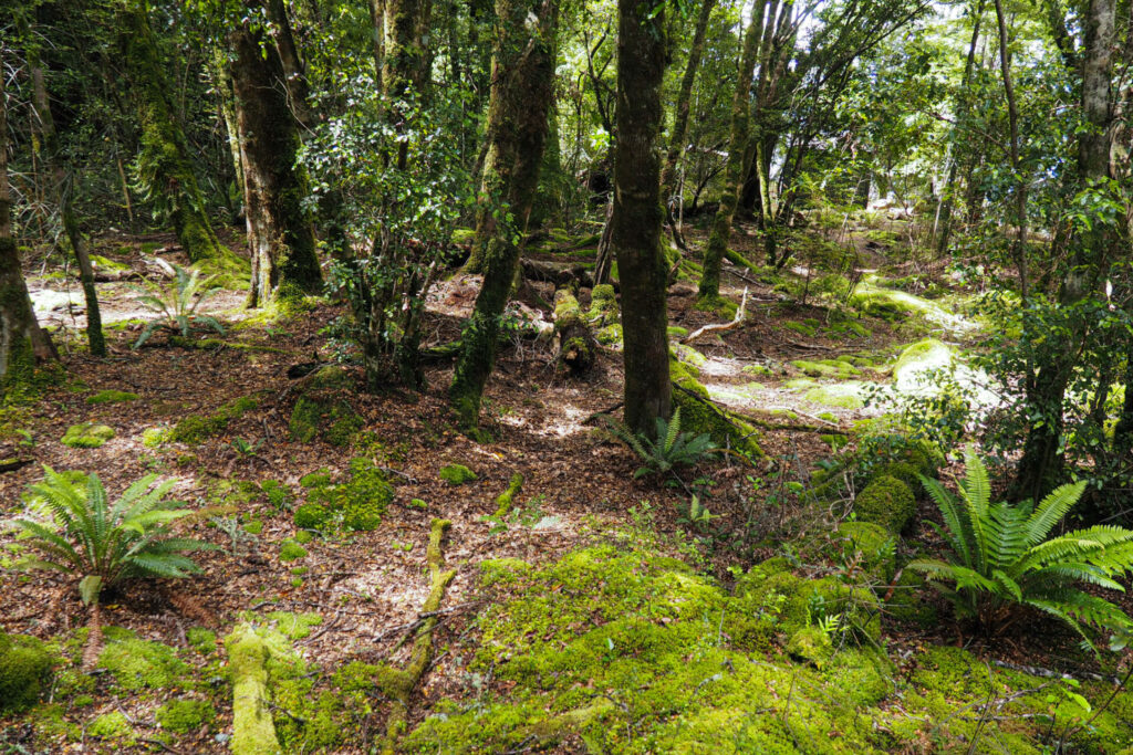 Nature bush at glowworm cave
