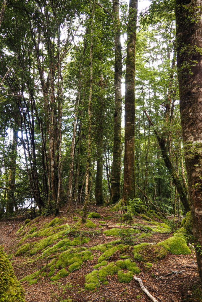 Te Anau Glowworm Caves
