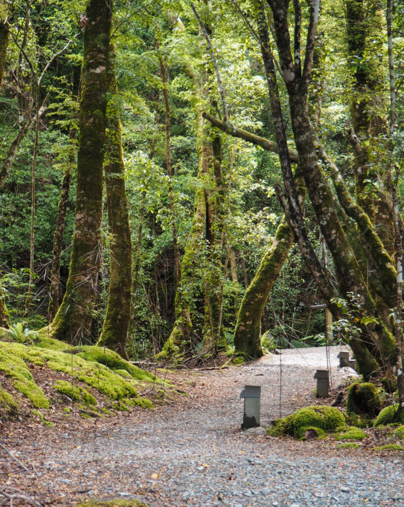 Te Anau Glowworm Caves