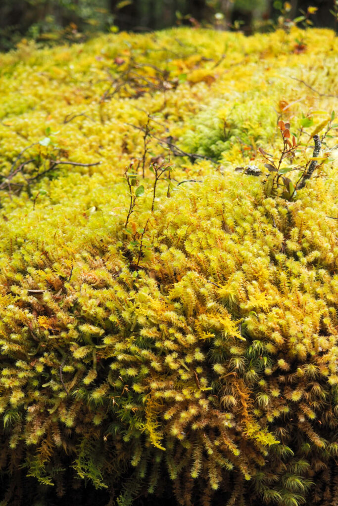 moss