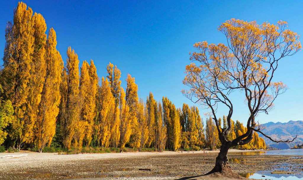 Lake Wanaka/One Tree