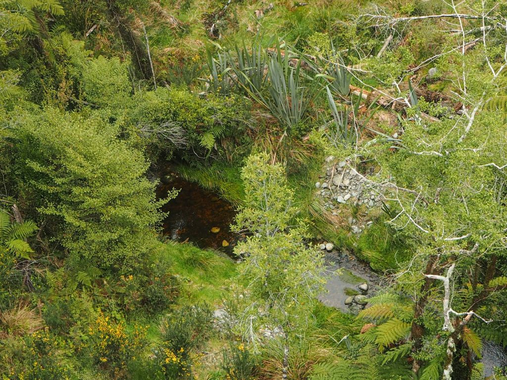 Tree Top Suspension Walk