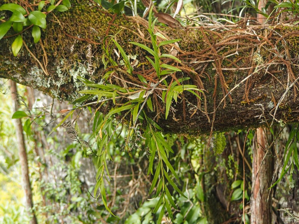 Tree Top Suspension Walk