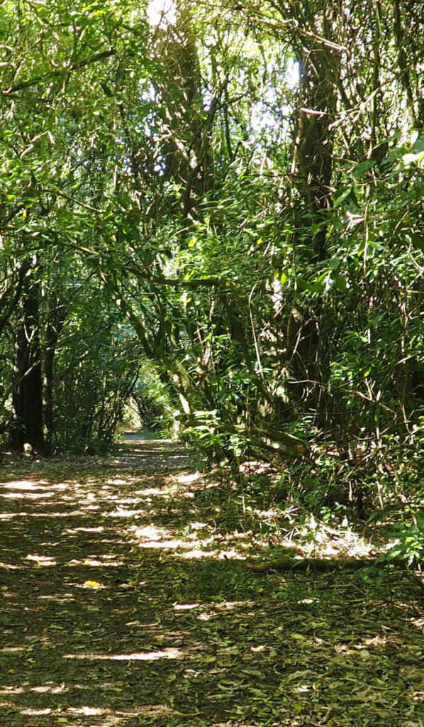 Talbot Forest Walk