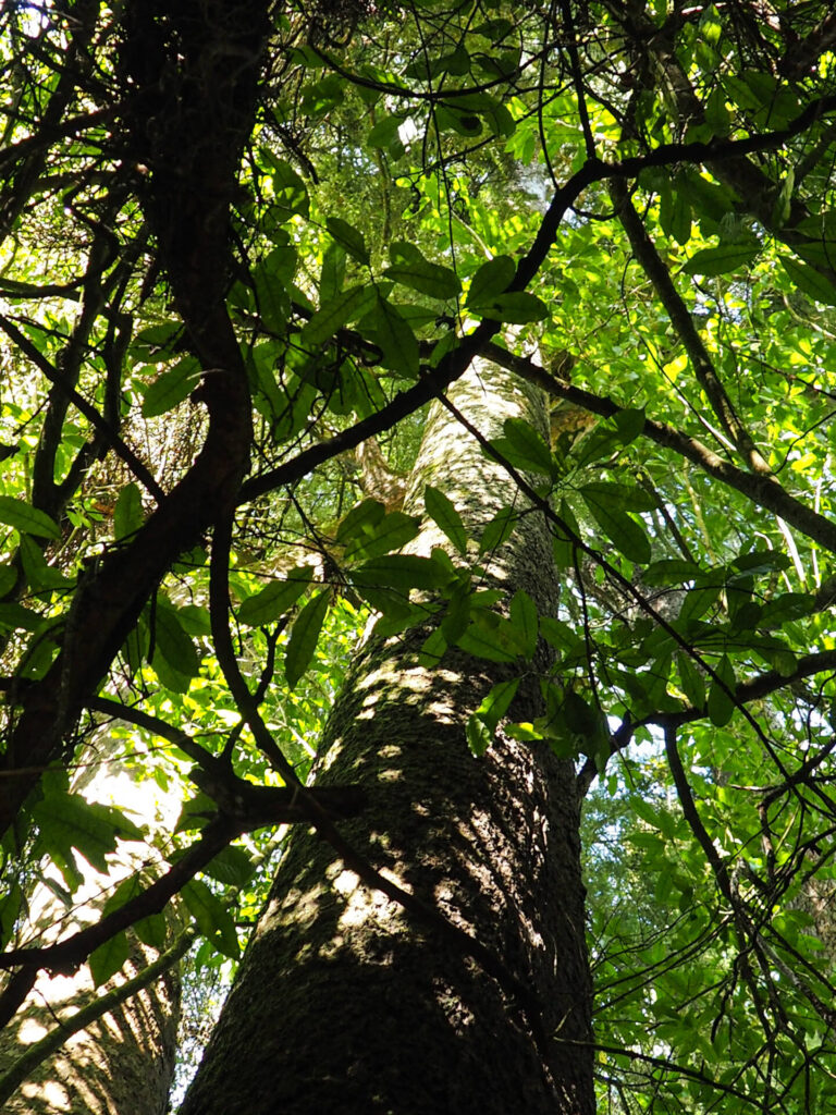 Talbot Forest Walk