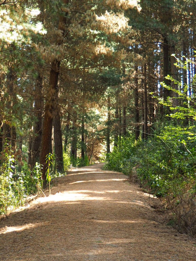 Talbot Forest Walk