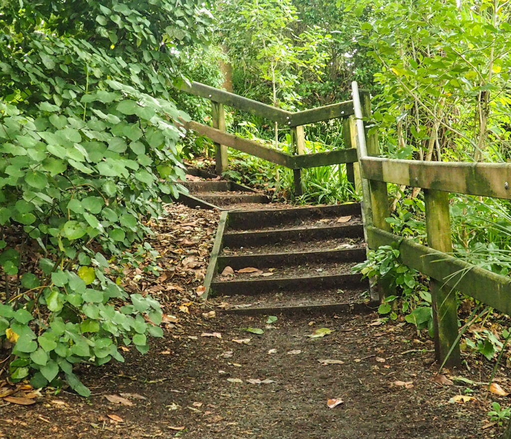 Orakei Basin Walkway