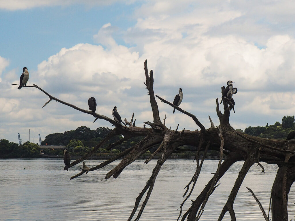 Orakei Basin Walkway
