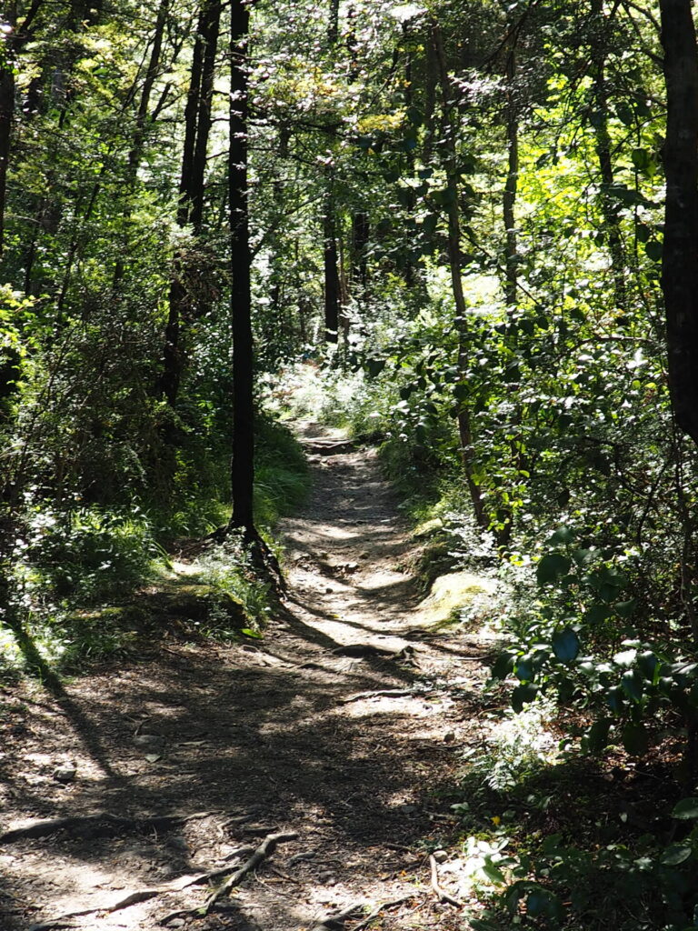 Waterfall Track