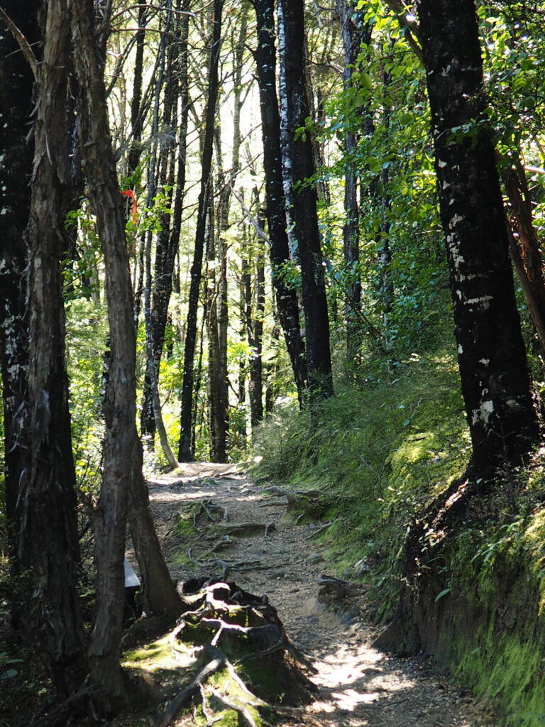Waterfall Track