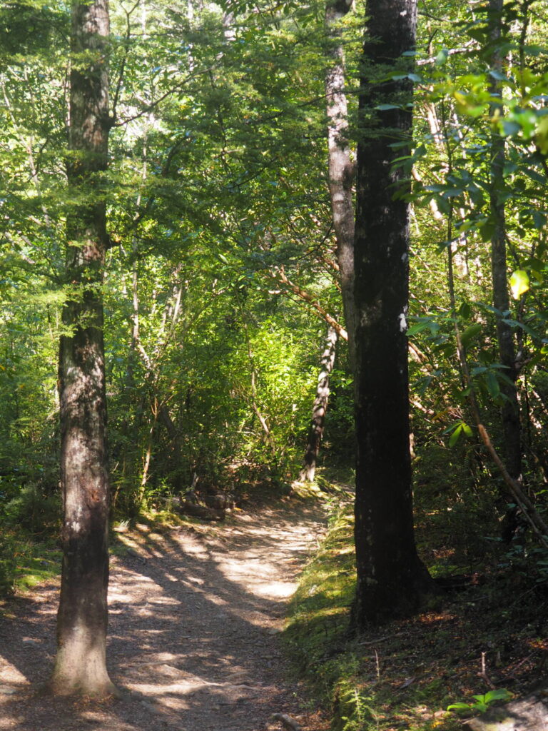 Waterfall Track