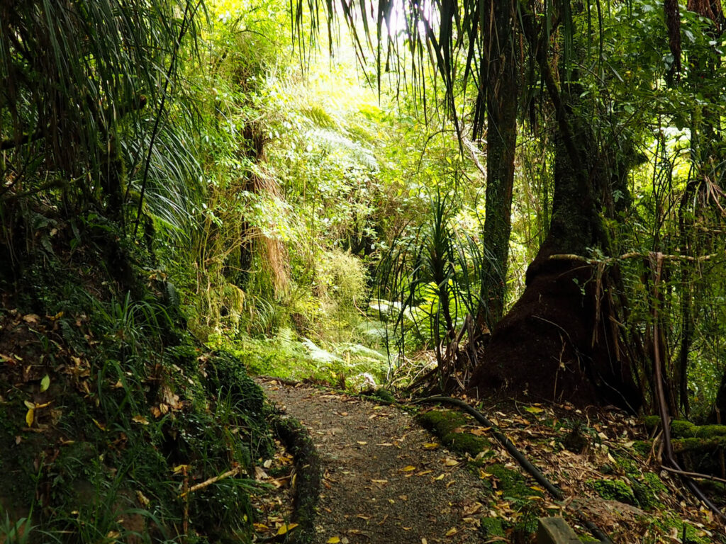 Nile Rainforest Train Ride