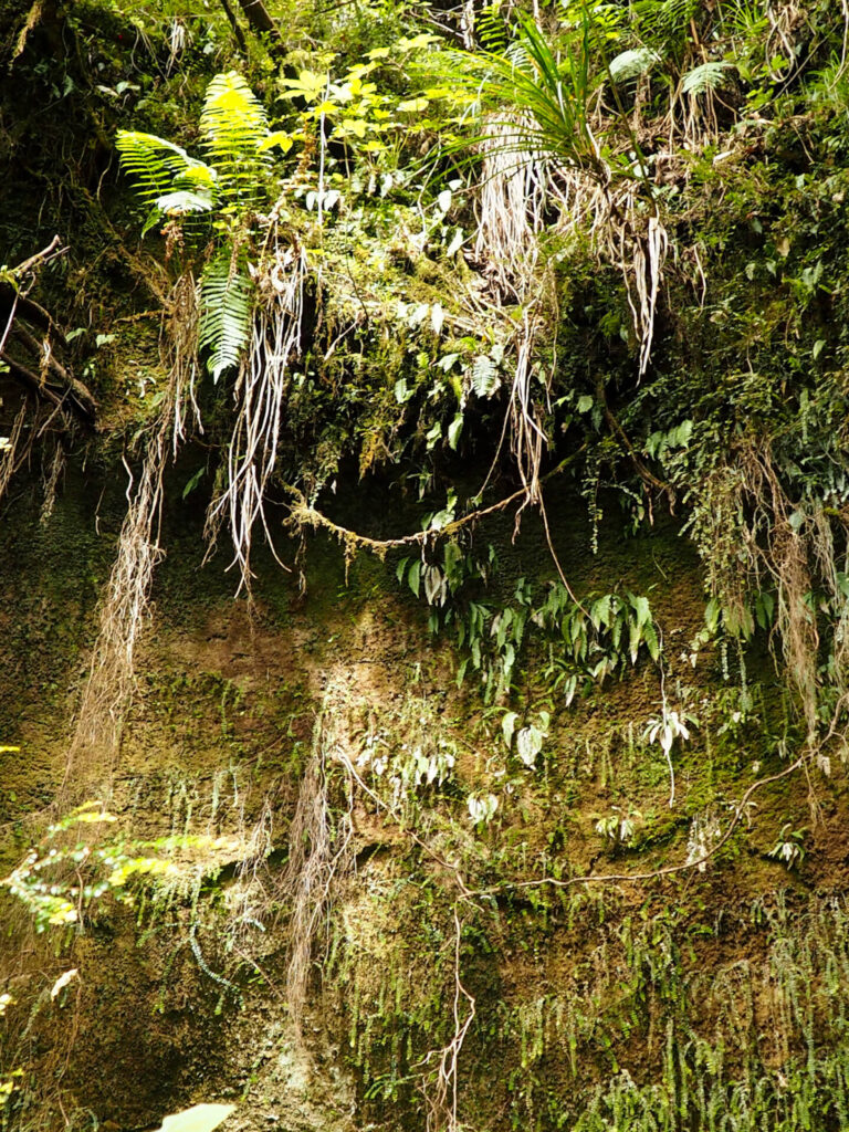 Nile Rainforest Train Ride