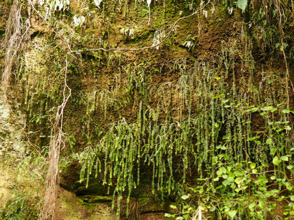 Nile Rainforest Train Ride